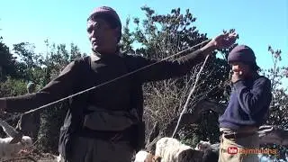 daily activity in sheep farm || भेडी गठालोहरुको दैनिक क्रियाकलाप || sheep farm ||