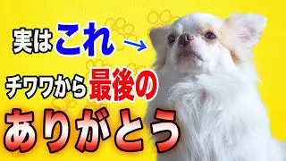 チワワが亡くなる前に大好きな人に見せる７つのサイン