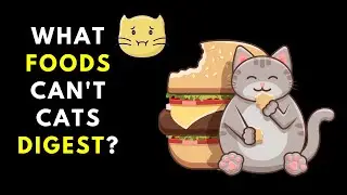 What Foods Can't Cats Digest? | How Should You Feed Your Cat for Healthy Digestion?
