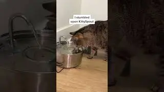 Transform Your Cat's Drinking Habits with KittySpout! 🐾❤️