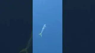 Crazy hunter fish