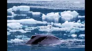 Best Whale Watching Pictures - Alaska Inside Passage Cruise