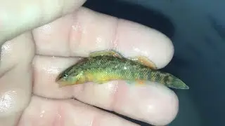 KY Wildlife Rainbow Darter