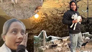 Pehli baar dekhe itne 🐏🐑😳😳#likeandsubscribe #vlog #dailyvlog 