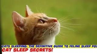 Cats Sleeping: The Definitive Guide to Feline Sleep Positions