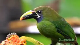 Birdwatching in Costa Rica: Explore Over 900 Species in a Birding Paradise!
