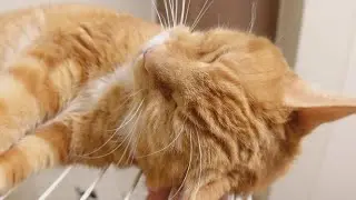 ゴロゴロ言いながら撫でられる猫。アップ多め。
