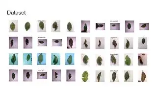 Data 606 Capstone - Tea Leaf Disease Prediction using XgBoost, KNN & CNN Models