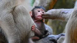 Oh Baby Something Inside Your Nose? The MOST Adorable Monkey Antics Caught on Camera EVER!