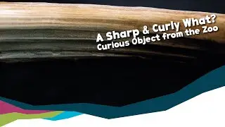 That's a Tooth!? - Curious Object from the Zoo