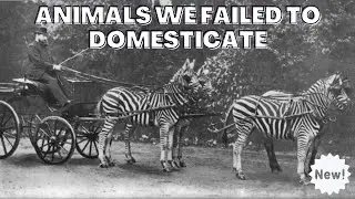 Top 10 Animals We Can't Domesticate | Not Domesticated Animals