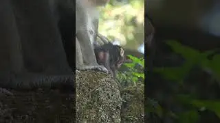 Wildlife monkeys in Amber troop 💕🐒😍💕💕😍🐒💕  #animalmonkey