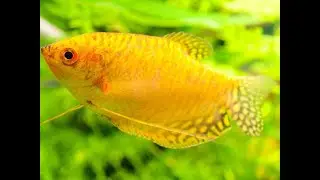 David's Fish Tanks