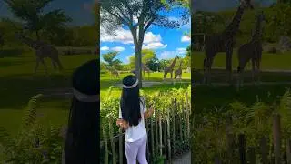Exploring Miami ZOO!!🦒