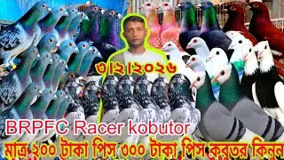 মাত্র ২৫০ টাকা পিস কবুতর কিনুন।। মাত্র ৩০০ টাকা পিস কবুতর কিনুন BRPFC Racer kabootar 2026