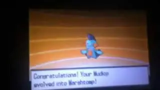 Mudkip evolves