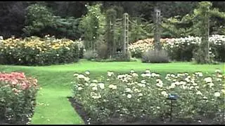 London Rose Garden.mov