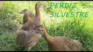 Perdiz Chiqueiro Pocilga virou viveiro