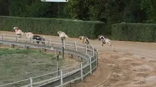 FCI&nbsp;Racing Championship 2019, saluki males final 480 m