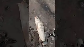 Killing the carp today!!!!