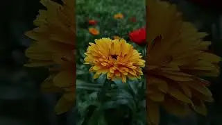 The Silent Poetry of Nature 🌿✨ Flowers, Serenity & Pure Relaxation