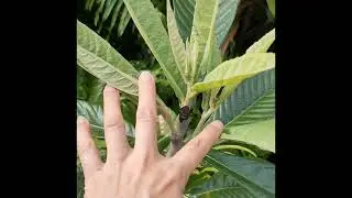 How to prune a very young loquat tree （如何修剪枇杷幼树）
