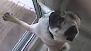 Toby the Pug walks into door