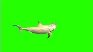 Shark green screen video.cartoon green screen video.