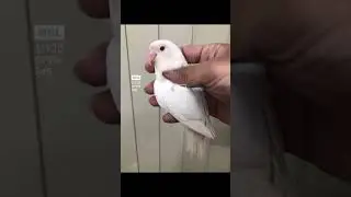 Albino Red Eye| Best quality bird | Pure fisheri | #lovebirds #parrots