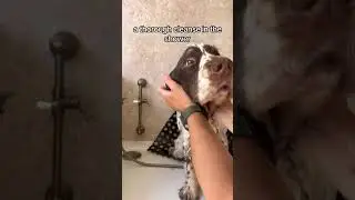 MOST SATISFYING NAIL TRIM 🐶#doggroomer #nailtrim