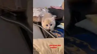 #cats #catvideos  #funny #catvines #funnyvideo #funnyanimals