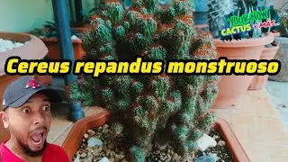 Todo sobre el Cereus repandus f. Monstruosa 🌵 Forma, crecimiento y Errores comunes