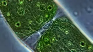 Closterium - Cyclosis and Nucleus (Real-Time)