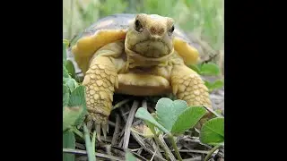 Hunters' Guide to Protecting Gopher Tortoises