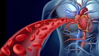 Plasma Clear Zone of Blood Flow ; Definition, Characteristics, Functions, Significance
