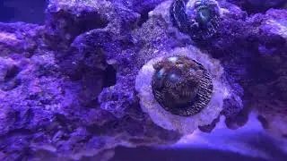 Macro lense 15k fun on the reef tank in the beginning #aquaria #saltwater #aquarium #clowns #dory