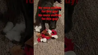 Dog Toys Destroyed #shorts