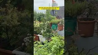 Ep-65,Organic Garden Series-2025,MonsoonGardenTips #ytshortsindia #organicfarming #organicgardening