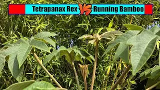 Uk tropical garden challenges - Tetrapanax Rex Vs Bamboo