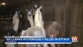 Six Llamas Mysteriously Killed In Attack