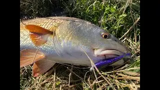 NONSTOP RED FISH ACTION! (Pt 2)