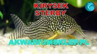 Kirysek sterby corydoras sterbai. Przegląd