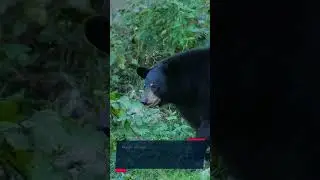 The American Black Bear Attack Suburban Neighborhoods!
