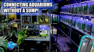 FISH ROOM SETUP: CONNECTING AQUARIUMS WITHOUT A SUMP!