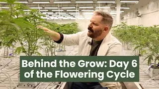 Inside the Flowering Room: Day 6 of the Grow Cycle