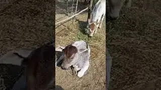 Animal Video! Ajay Travelling Desi Animal! #cow #cows #dogs #animal #movis #shorts #viralanimal #dji
