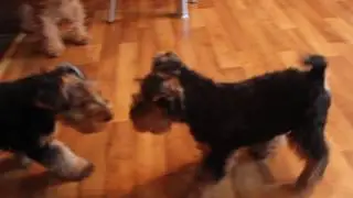Вельшики из 