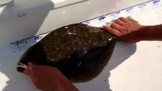 Fire Island Fluke