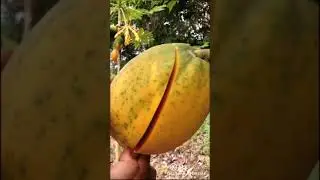 #Oddly satisfying video#Fruit cutting#papaya