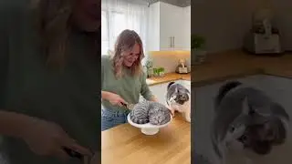 Cat reaction when she cuts the cat cake.😂🍰08.#cat #catshorts #catvideos #kitten #cake #reaction